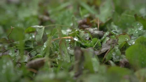 Close up of big raindrop on grass and fallen leaves under the autumn rain Stock Footage 164197031