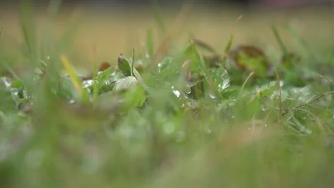 Close up of big raindrops on grass with soft focus when it's rainy and windy Stock Footage 164865689