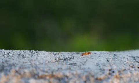 Close up of a big red ant crawling on a concrete fence, with green background Stock-Fotos