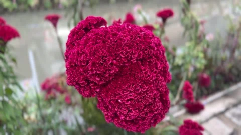Close-up of a big red Celosia flower with ruffled texture Stock Footage 314098056