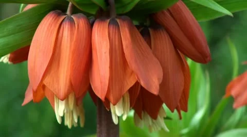 Close up of Big Red Crown Imperial Stock Footage