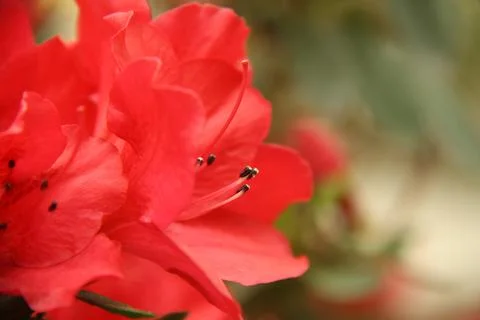 Close up big red flowers Stock Photos