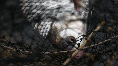 Close up of big roach in the fishing net Stock Footage 89135877