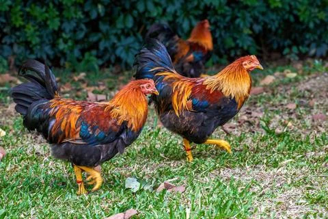 Close-up of big rooster free range in rural area Fotos de archivo