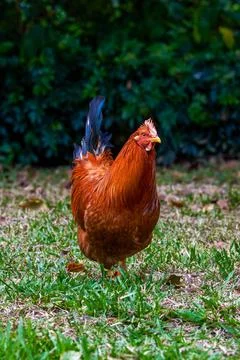 Close-up of big rooster free range in rural area Stock-Fotos