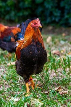 Close-up of big rooster free range in rural area Foto stock