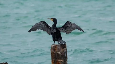 Close up of big sea bird Stock Footage 119058625