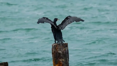Close up of big sea bird Stock Footage 119058744