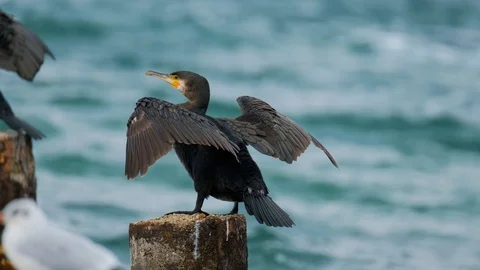Close up of big sea bird Stock Footage 119058816