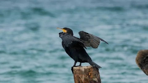 Close up of big sea bird Stock Footage 119059229