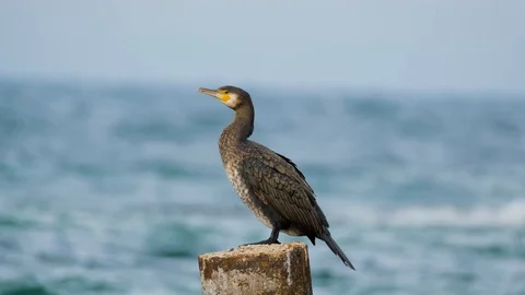 Close up of big sea bird Stock Footage 119059251