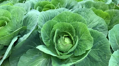 Close up big size long lived cabbage in farm Stock Footage 174632985
