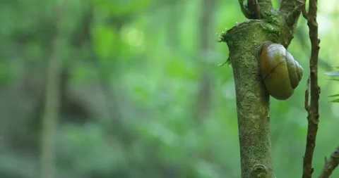 Close-up of a big snail on a tree branch in the summer in the forest Stock Footage 155939895