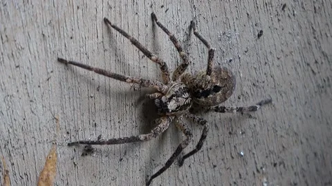 Close Up of a big spider  Video stock 168558240