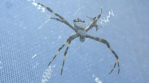 Close-up of a big spider on a web Stock Footage 113938845