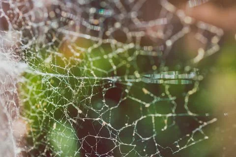 Close-up of big spider web on window with light shining through it and backya Stock Photos