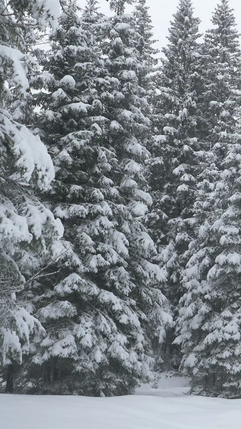 CLOSE UP: Big spruce trees are covered in heavy snow from a recent flurry. Vídeos de archivo 315475313