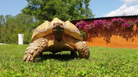 Close-up of big sulcata turtle walking fast on green lawn. Low-angle Stock Footage 143268451