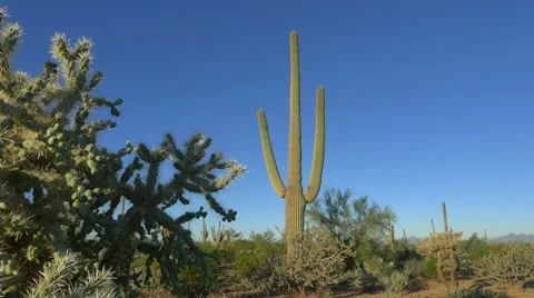 CLOSE UP: Big thorny cactuses growing in beautiful desert landscape Stock Footage