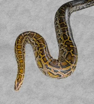 Close up of big Tiger Reticulated Python 写真素材