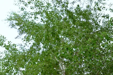 A close up of a big tree Stock Photos
