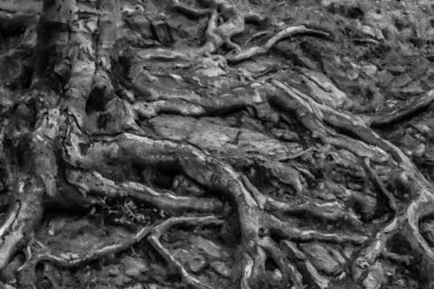 Close up on big tree roots, black and white Fotos de archivo