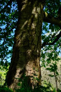 Close-up of a big tree trunk in the forest. Foto stock