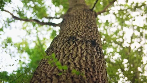 Close up of big tree trunk tree bark rack to canopy of green leaves Stock Footage 233222251