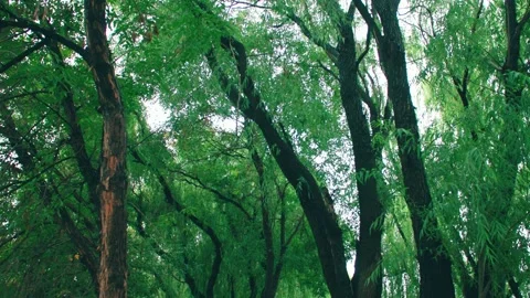 Close up big trees Stock Footage 234053455