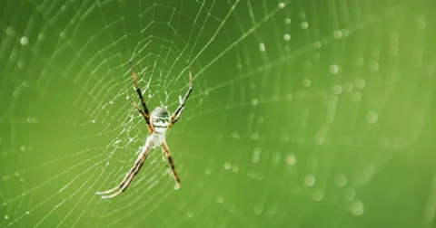 Close-Up of Big Tropical Spider on Web in Green Rain Forrest Wild Nature Stock Footage 59872117