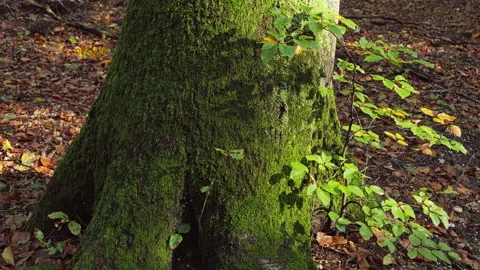 Close-up of a Big trunk of a beech tree Stock Footage 209153711