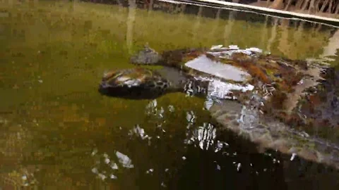 Close up to a big turtle swimming in a pool at a turtle hatchery in Sri Lanka Stock Footage 69106325