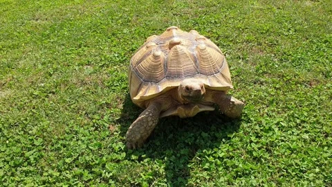 Close-up of big turtle walking fast on green lawn Stock Footage 143268735