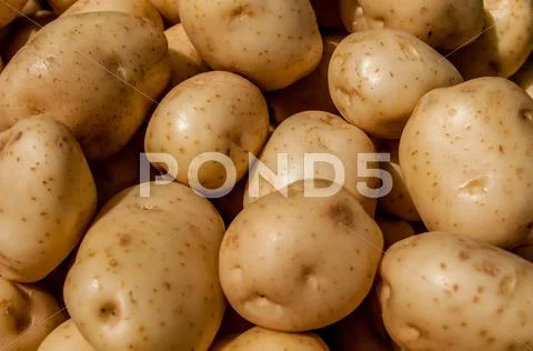 Close up of big white potatoes on market stand Stock Photos