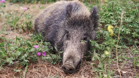 Close-up of big wild boar or hog lying on the green field Stock Footage 114246441