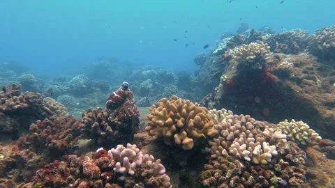 Close up of a big wild reef octopus changing camouflage color, patterns Stock Footage 243802021