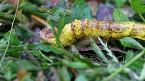 Close-Up of a Big Yellow Caterpillar Crawling Through Grass Stock Footage 299697482