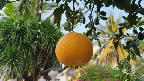Close up of Big Yellow pomelo citrus fruit on tree viewed from below. Fresh Stock Footage 341543370