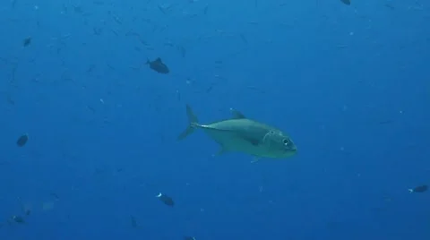 Close up of a Bigeye Trevally Stock Footage 42881655