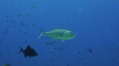 Close up of a Bigeye Trevally Stock Footage 51490823