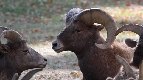 Close-up of a bighorn sheep ram Stock Footage 345614169