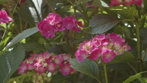 Close-up of bigleaf hydrangea plant bush 4K slomo video Stock Footage 252618163