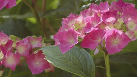 Close-up of bigleaf hydrangea plant inflorescence 4K video Stock Footage 252233642