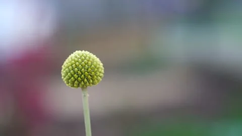 Close Up Of Billy Button Floret Flower With Shallow Depth Of Field 스톡 동영상 166470438