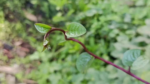 Close Up of Binahong Young Shoot Growing in Tropical Garden Stock Footage 338036845