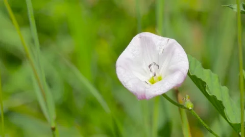 Close-up of a bindweed flower waving in the wind. Stock Footage 134402002