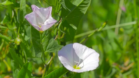 Close-up of a bindweed flower waving in the wind. Stock Footage 134402099