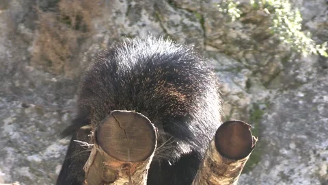 Close-up of a binturong also called "bear cat" Vídeo Stock 266389758