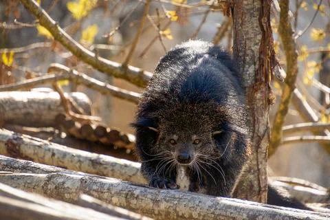 Close-up of a binturong also called "bear cat" Foto stock