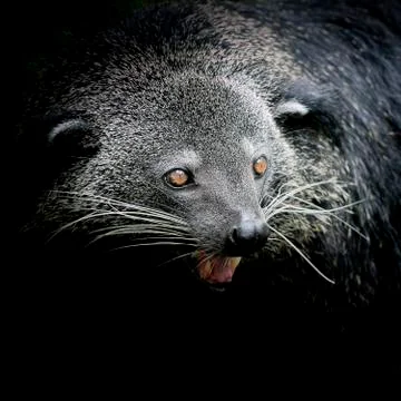 Close-up of a Binturong Stock Photos